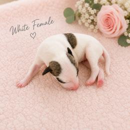 Girl 5 - White and fawn brindle female Whippet puppy in Kalamazoo, Michigan from Clarriott Whippets & Cavapoos