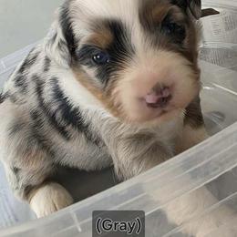 Grey collar - Blue merle female Miniature American Shepherd puppy in Pueblo West, Colorado from Bear River Ranch LLC