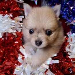 GOLDIE Girl 3 - White female Pomeranian puppy in Lore City, Ohio from Tonia's Pomeranians