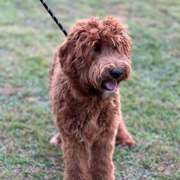 Brody - Australian Labradoodle