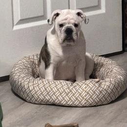 Gracie - Red brindle and white female Bulldog puppy in Mount Airy, North Carolina from PrimeCut Bulldogs