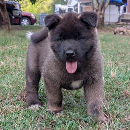 Nebula's Girl 2 - Black female Akita puppy in South Carolina from Sierra Mountain Akitas