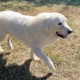 Khan - Great Pyrenees