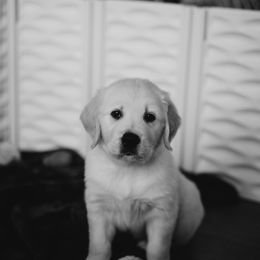 Golden Retriever Puppies from Rosemary Goldens