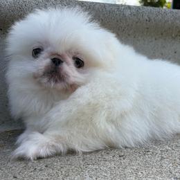 Buzz - Cream male Pekingese puppy in Clinton, Tennessee from Gracelands Pekingese