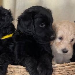 Australian Labradoodles from Whimsical Labradoodles