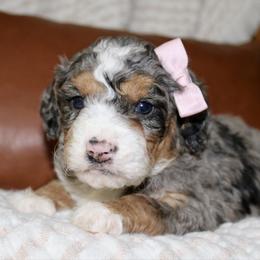 Lily - Blue merle female Bernedoodle puppy in Apple Creek, Ohio from Cuddle Paws