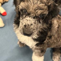Blue collar - Brindle male Poodle puppy in Chino Valley, Arizona from Whiskey Row Royals