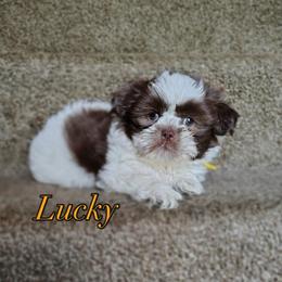 Lucky - Liver and white male Shih Tzu puppy in Cordova, Tennessee from TrueLine kennels