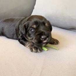 Green boy 'Leo' - Black and silver male Miniature Schnauzer puppy in Cadiz, Kentucky from Southern Magnolia Schnauzers