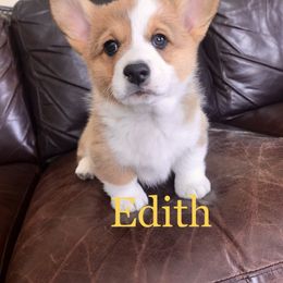 Pembroke Welsh Corgi Puppies from Country Rubys