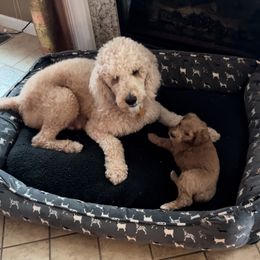 Goldendoodle Puppies from Goldendoodles of Anchor Bay