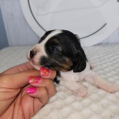 Posie - Tri-color female Cavapoo puppy in London, Kentucky from Blue Meadow Puppies