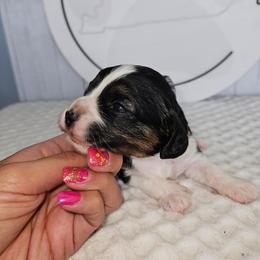 Posie - Tri-color female Cavapoo puppy in London, Kentucky from Blue Meadow Puppies