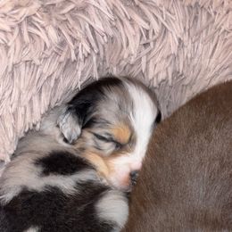 Australian Shepherd Puppies from Southern Sky Aussies