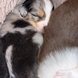 Australian Shepherd Puppies from Southern Sky Aussies