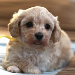 Miss yellow collar - Cream female Maltipoo puppy in Springtown, Texas from North Texas Puppies