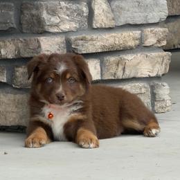 Rockies - Red tri male Miniature Australian Shepherd puppy in Grinnell, Iowa from Rural Iowa Aussies & Doodles