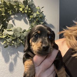 Girl 2 - Black and tan Dachshund puppy in Salem, Oregon from Queen’s  Family Dachshunds