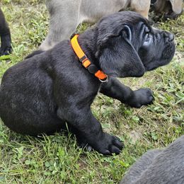 Dash - Black male Cane Corso puppy in Roachdale, Indiana from Cast Iron Kennels