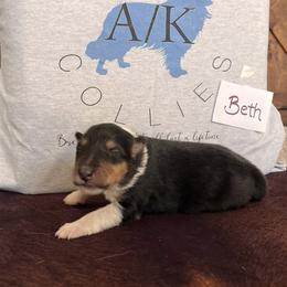 Collie Puppies from A/K Rough Collies