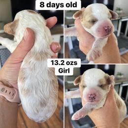 Girl 2 - Cream female Cavapoo puppy in Mc Connellsburg, Pennsylvania from Mumma’s Standard Poodles