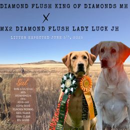 Labrador Retriever puppies from Diamond Flush Gun Dogs