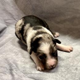 Marke - Blue merle male Australian Shepherd puppy in Mount Vernon, Texas from RJ's Aussie Posse