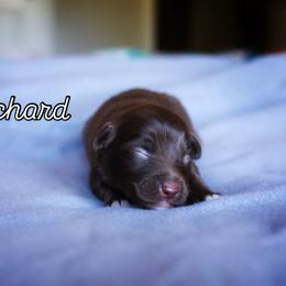 Richard - Red male Miniature American Shepherd puppy in Battle Ground, Washington from Casita Miniature American Shepherds