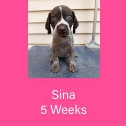 Sina - Liver roan female German Shorthaired Pointer puppy in Marshfield, Missouri from Pebblebrook German Shorthaired Pointers