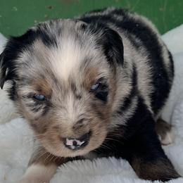 Watson - Blue merle male Miniature Australian Shepherd puppy in Godley, Texas from Nana and Paws Aussies