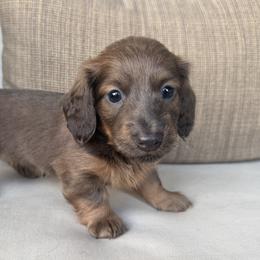 Beau - Blue and tan male Dachshund puppy in Bentonville, Arkansas from Boujee Buns Dachshunds