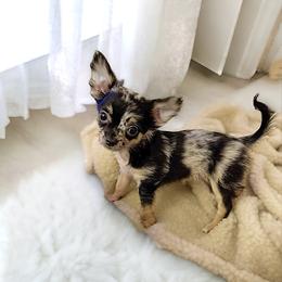 Chihuahua Puppies from Petite Pups LLC