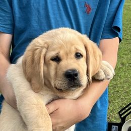 Labrador Retriever Puppies from Penny Lane Labradors