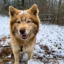 Summer - Siberian Husky