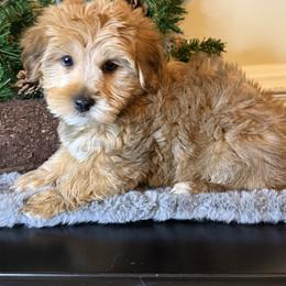 Red - Red male Yorkipoo puppy in Henderson, North Carolina from Dorans Danes and Doodles