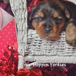 Yorkshire Terrier Puppies from Hip Hoppin Yorkies