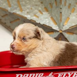 Cruz - Red merle male Toy Australian Shepherd puppy in Granbury, Texas from Best Little Aussies