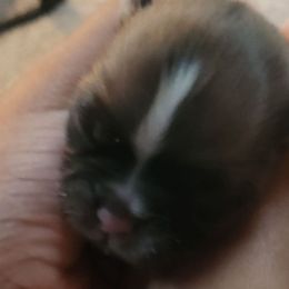 Penny - Sable and white female Shih Tzu puppy in Kernersville, North Carolina from SweetTee's Shih Tzus LLC