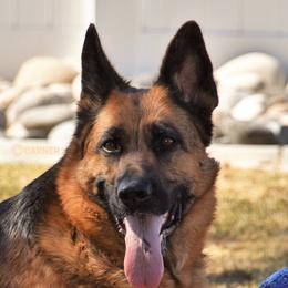 Bella - German Shepherd