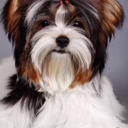 Biewer Terrier All Grown Up from Puppy boutique