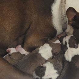 Boston Terriers from Boston Terriers of East Tennessee