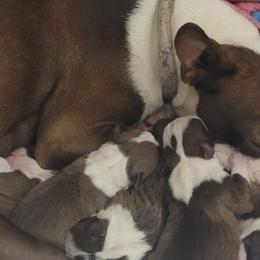 Boston Terriers from Boston Terriers of East Tennessee