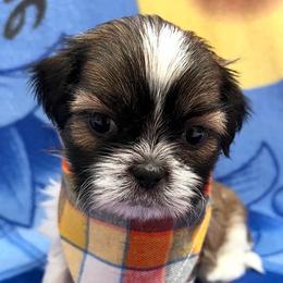 Trevor - Gold and white male Shih Tzu puppy in Hemet, California from Aloha Shih Tzu