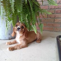 Will - Ruby male Cavalier King Charles Spaniel puppy in Fredericksburg, Ohio from Timshell Farm: Specialty Crossbreed Puppies