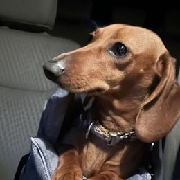 Misa - Dachshund