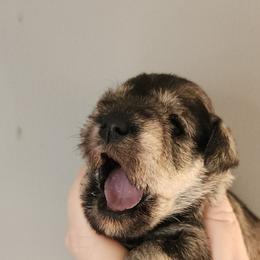 SaltGirl2 - Salt and pepper female Miniature Schnauzer puppy in Ferndale, Washington from Blackhorse Schnauzers Washington state