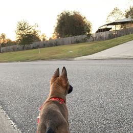 Belgian Malinois and Working Cross Puppies from L G Kennels