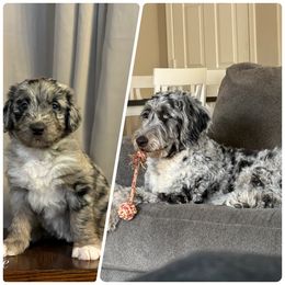 Assorted Doodle Crosses and Newfypoo All Grown Up from Arizona Doodle Trails