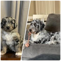 Assorted Doodle Crosses and Newfypoo All Grown Up from Arizona Doodle Trails